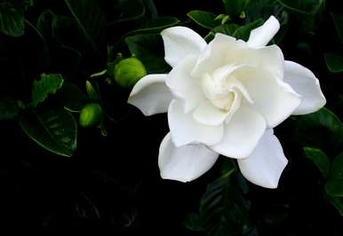 哪些花可以水栽培，哪些花可以水栽培？