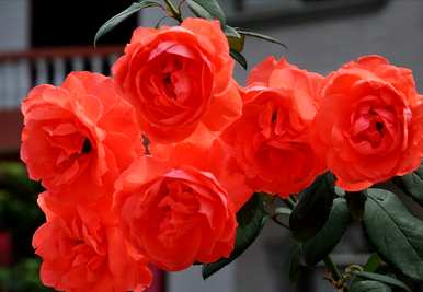 29朵玫瑰的花语是什么，玫瑰的花语是什么意思？