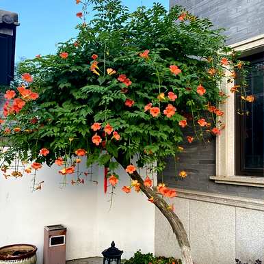 一年四季不落叶的藤本植物有哪些？