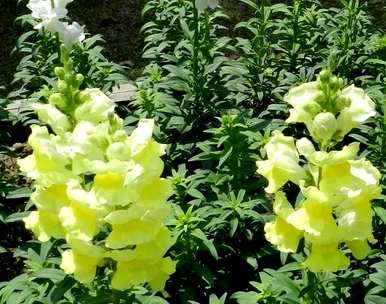 金鱼草花的养殖方法，如何养殖金鱼草