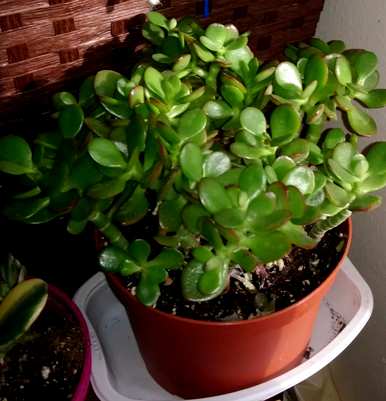 肉质植物浇水吗？肉质植物怎么浇水？