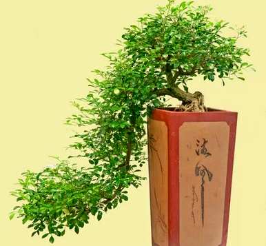 九里香盆栽怎么养，九里香老桩怎么盆栽？