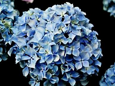 绣球花意味着什么？绣球花意味着什么？