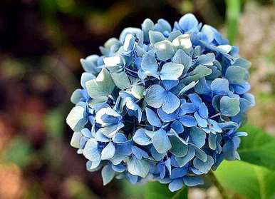 绣球花意味着什么？绣球花意味着什么？