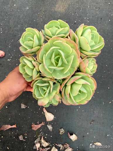 肉质植物排名，肉质植物排名前十名