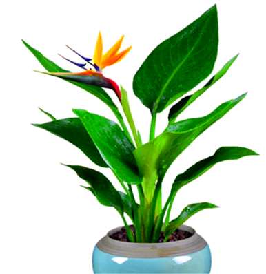 鹤望兰怎么养才能开花？