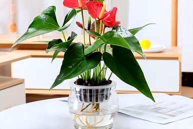 什么花适合水养又好看，什么花最好养水插花？
