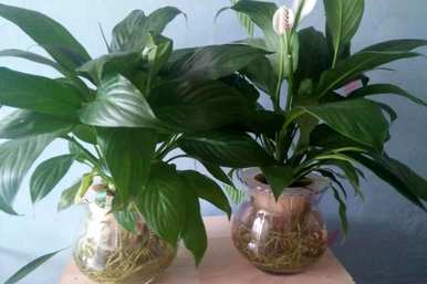 什么花适合水养又好看，什么花最好养水插花？