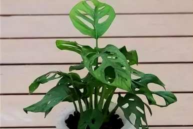 什么花适合水养又好看，什么花最好养水插花？