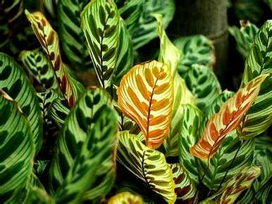 孔雀多彩竹适合冬季种植吗？如何饲养多彩孔雀竹？
