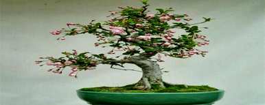 拍盆栽海棠花教程，盆栽海棠花怎么养？