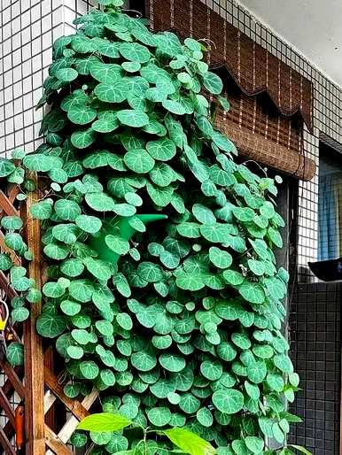 室内藤蔓植物有哪些？室内藤蔓植物攀爬