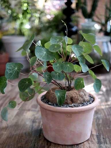 室内藤蔓植物有哪些？室内藤蔓植物攀爬