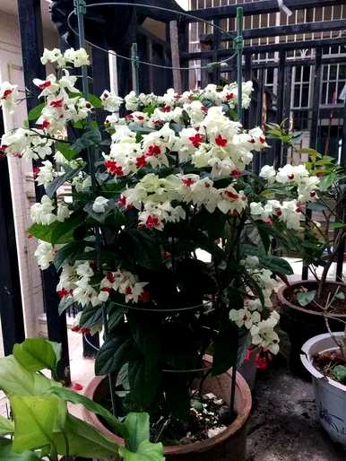 室内藤蔓植物有哪些？室内藤蔓植物攀爬