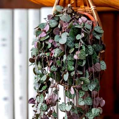 室内藤蔓植物有哪些？室内藤蔓植物攀爬
