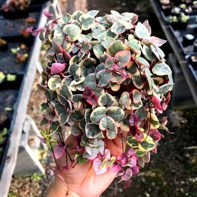 室内藤蔓植物有哪些？室内藤蔓植物攀爬