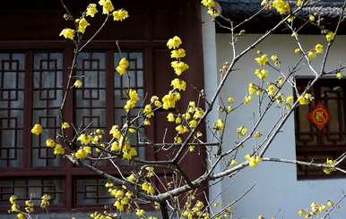 腊梅花语和寓意视频，腊梅花语和代表意义