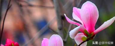 紫玉兰花的寓意是什么，紫玉兰花的寓意是什么？