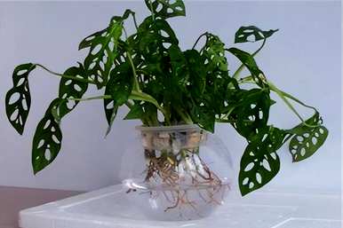水养花有哪些？泰迪花怎么养？