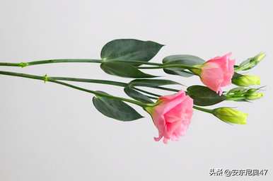 洋桔梗花的花语是什么意思，洋桔梗花的花语是什么