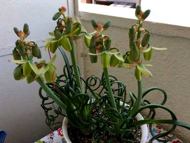 如何种植弹簧草，如何种植弹簧草？