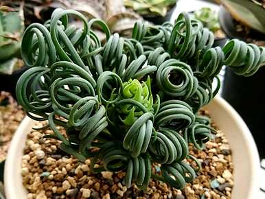 如何种植弹簧草，如何种植弹簧草？