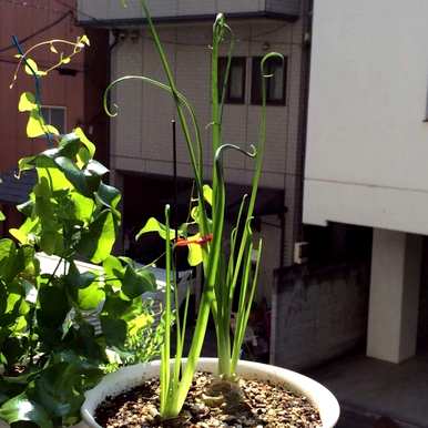 如何种植弹簧草，如何种植弹簧草？