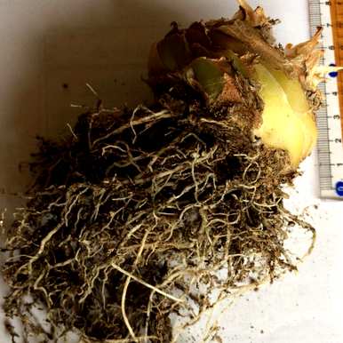 如何种植弹簧草，如何种植弹簧草？