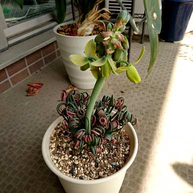 如何种植弹簧草，如何种植弹簧草？