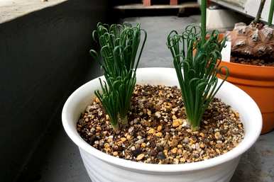 如何种植弹簧草，如何种植弹簧草？