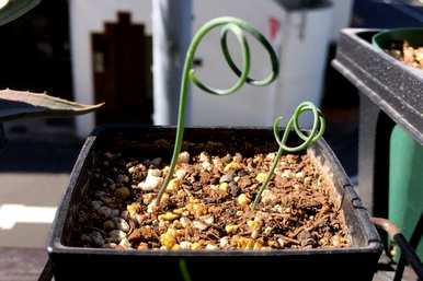 如何种植弹簧草，如何种植弹簧草？