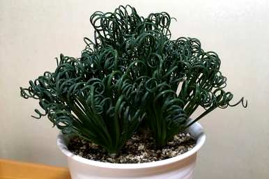 如何种植弹簧草，如何种植弹簧草？