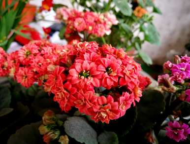 冬天冻不死的花，冬天的花有什么？