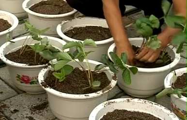 如何种植盆栽草莓？