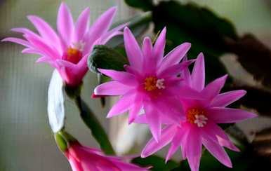 冬天冻不死的花，冬天的花有什么？
