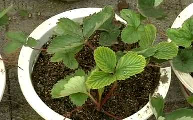 如何种植盆栽草莓？
