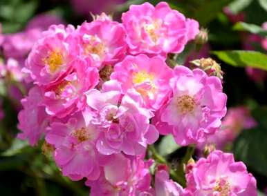 玫瑰花开花期可以施肥吗？玫瑰花什么时候开花？