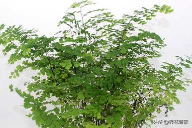 什么是适合办公室饲养的绿色植物？办公室绿色植物推荐大型盆栽植物