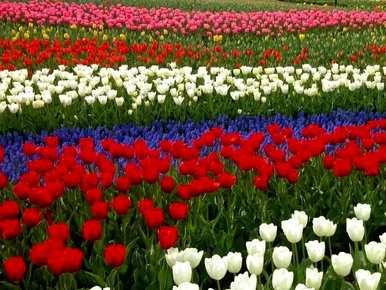 什么是郁金香花语，什么是郁金香花语文案？
