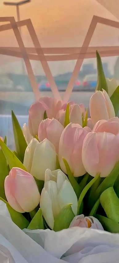 什么是郁金香花语，什么是郁金香花语文案？