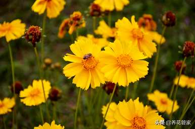 菊花的种类是什么，菊花的种类是雀舌
