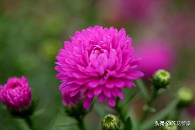 菊花的种类是什么，菊花的种类是雀舌