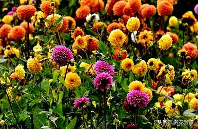 菊花的种类是什么，菊花的种类是雀舌