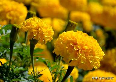 菊花的种类是什么，菊花的种类是雀舌