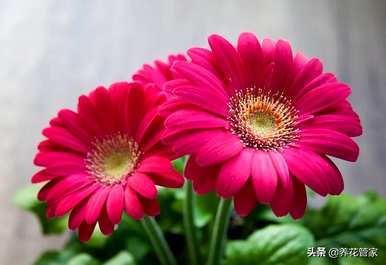 菊花的种类是什么，菊花的种类是雀舌