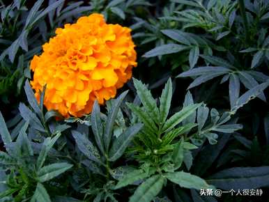 万寿菊容易种植吗？万寿菊土地能种玉米吗？