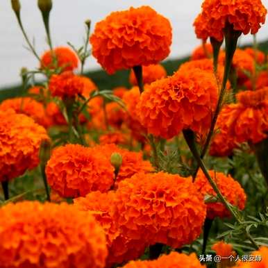 万寿菊容易种植吗？万寿菊土地能种玉米吗？