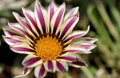 勋章菊花语是什么，勋章菊花语是什么意思？