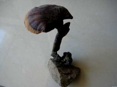 灵芝盆栽瑙嗛