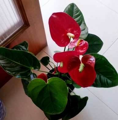 怎样养红掌才能更旺盛，怎样养红掌才能更旺盛好看？